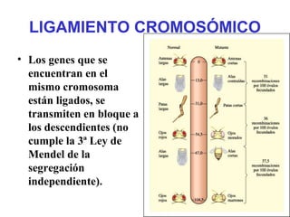 LIGAMIENTO CROMOSÓMICO
• Los genes que se
encuentran en el
mismo cromosoma
están ligados, se
transmiten en bloque a
los descendientes (no
cumple la 3ª Ley de
Mendel de la
segregación
independiente).
 