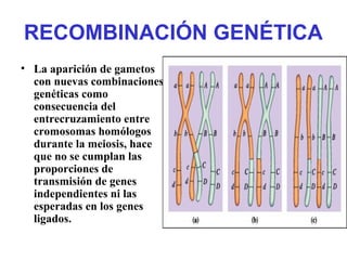 RECOMBINACIÓN GENÉTICA
• La aparición de gametos
con nuevas combinaciones
genéticas como
consecuencia del
entrecruzamiento entre
cromosomas homólogos
durante la meiosis, hace
que no se cumplan las
proporciones de
transmisión de genes
independientes ni las
esperadas en los genes
ligados.
 