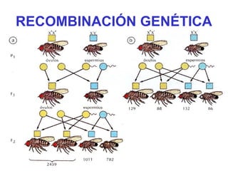 RECOMBINACIÓN GENÉTICA
 