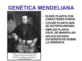 GENÉTICA MENDELIANA
• ELIGIO PLANTA CON
CARACTERES PUROS.
• UTILIZÓ PLANTA QUE
SE AUTOPOLINIZABA.
• EMPLEÓ PLANTA
FÁCIL DE MANIPULAR.
• APLICÓ ESTUDIO
ESTADÍSTICOS SOBRE
LA HERENCIA.
 