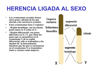 HERENCIA LIGADA AL SEXO
• Los cromosomas sexuales tienen
otros genes, además de los que
afectan a los caracteres sexuales.
• Estos cromosomas tiene 2 regiones:
• - Región homóloga: con los mismo
genes tanto en X como en Y.
• - Región diferencial: con genes
diferentes en X e Y, por tanto los
genes que se encuentren en el
cromosoma Y de la región
diferencial, sólo se transmiten a los
machos de la descendencia,
mientras que los que se encuentran
en el cromosoma X se transmiten
tanto a varones como mujeres.
 