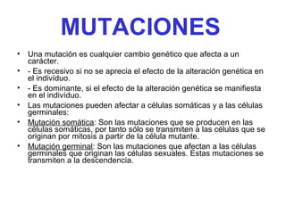 MUTACIONES
• Una mutación es cualquier cambio genético que afecta a un
carácter.
• - Es recesivo si no se aprecia el efecto de la alteración genética en
el indivíduo.
• - Es dominante, si el efecto de la alteración genética se manifiesta
en el indivíduo.
• Las mutaciones pueden afectar a células somáticas y a las células
germinales:
• Mutación somática: Son las mutaciones que se producen en las
células somáticas, por tanto sólo se transmiten a las células que se
originan por mitosis a partir de la célula mutante.
• Mutación germinal: Son las mutaciones que afectan a las células
germinales que originan las células sexuales. Estas mutaciones se
transmiten a la descendencia.
 