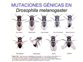 MUTACIONES GÉNICAS EN
Drosophila melanogaster
 