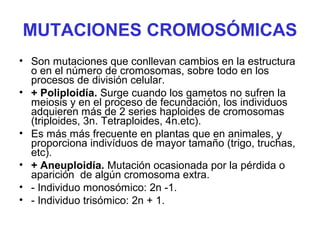 MUTACIONES CROMOSÓMICAS
• Son mutaciones que conllevan cambios en la estructura
o en el número de cromosomas, sobre todo en los
procesos de división celular.
• + Poliploidía. Surge cuando los gametos no sufren la
meiosis y en el proceso de fecundación, los individuos
adquieren más de 2 series haploides de cromosomas
(triploides, 3n. Tetraploides, 4n.etc).
• Es más más frecuente en plantas que en animales, y
proporciona indivíduos de mayor tamaño (trigo, truchas,
etc).
• + Aneuploidía. Mutación ocasionada por la pérdida o
aparición de algún cromosoma extra.
• - Individuo monosómico: 2n -1.
• - Individuo trisómico: 2n + 1.
 