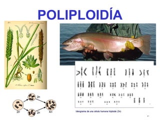POLIPLOIDÍA
 