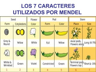 LOS 7 CARACTERES
UTILIZADOS POR MENDEL
 