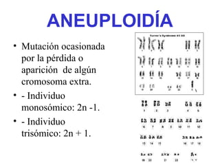 ANEUPLOIDÍA
• Mutación ocasionada
por la pérdida o
aparición de algún
cromosoma extra.
• - Individuo
monosómico: 2n -1.
• - Individuo
trisómico: 2n + 1.
 