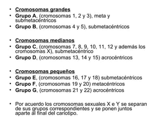 • Cromosomas grandes
• Grupo A, (cromosomas 1, 2 y 3), meta y
submetacéntricos
• Grupo B, (cromosomas 4 y 5), submetacéntricos
• Cromosomas medianos
• Grupo C, (cromosomas 7, 8, 9, 10, 11, 12 y además los
cromosomas X), submetacéntrico
• Grupo D, (cromosomas 13, 14 y 15) acrocéntricos
• Cromosomas pequeños
• Grupo E, (cromosomas 16, 17 y 18) submetacéntricos
• Grupo F, (cromosomas 19 y 20) metacéntricos
• Grupo G, (cromosomas 21 y 22) acrocéntricos
• Por acuerdo los cromosomas sexuales X e Y se separan
de sus grupos correspondientes y se ponen juntos
aparte al final del cariotipo.
 