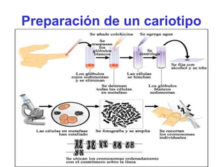 Preparación de un cariotipo
 