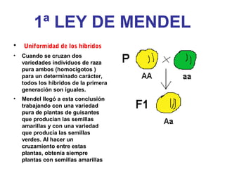 1ª LEY DE MENDEL
• Uniformidad de los híbridos
• Cuando se cruzan dos
variedades individuos de raza
pura ambos (homocigotos )
para un determinado carácter,
todos los híbridos de la primera
generación son iguales.
• Mendel llegó a esta conclusión
trabajando con una variedad
pura de plantas de guisantes
que producían las semillas
amarillas y con una variedad
que producía las semillas
verdes. Al hacer un
cruzamiento entre estas
plantas, obtenía siempre
plantas con semillas amarillas
 