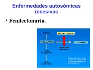 Enfermedades autosómicas
recesivas
• Fenilcetonuria.
 