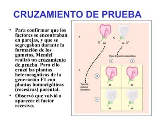 CRUZAMIENTO DE PRUEBA
• Para confirmar que los
factores se encontraban
en parejas, y que se
segregaban durante la
formación de los
gametos, Mendel
realizó un cruzamiento
de prueba. Para ello
cruzó las plantas
heterocogóticas de la
generación F1 con
plantas homocigóticas
(recesivas) parental.
• Observó que volvió a
aparecer el factor
recesivo.
 