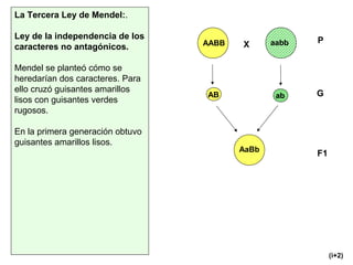 La Tercera Ley de Mendel:.
Ley de la independencia de los
caracteres no antagónicos.
Mendel se planteó cómo se
heredarían dos caracteres. Para
ello cruzó guisantes amarillos
lisos con guisantes verdes
rugosos.
En la primera generación obtuvo
guisantes amarillos lisos.
XAABB aabb
AB ab
AaBb
P
F1
G
(i+2)
 