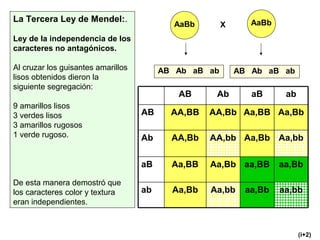 La Tercera Ley de Mendel:.
Ley de la independencia de los
caracteres no antagónicos.
Al cruzar los guisantes amarillos
lisos obtenidos dieron la
siguiente segregación:
9 amarillos lisos
3 verdes lisos
3 amarillos rugosos
1 verde rugoso.
De esta manera demostró que
los caracteres color y textura
eran independientes.
AaBb X AaBb
aa,bbaa,BbAa,bbAa,Bbab
aa,Bbaa,BBAa,BbAa,BBaB
Aa,bbAa,BbAA,bbAA,BbAb
Aa,BbAa,BBAA,BbAA,BBAB
abaBAbAB
AB Ab aB ab AB Ab aB ab
(i+2)
 