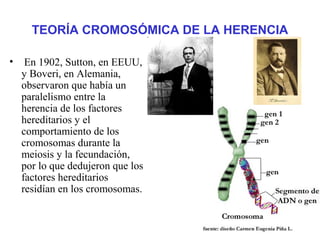TEORÍA CROMOSÓMICA DE LA HERENCIA
• En 1902, Sutton, en EEUU,
y Boveri, en Alemania,
observaron que había un
paralelismo entre la
herencia de los factores
hereditarios y el
comportamiento de los
cromosomas durante la
meiosis y la fecundación,
por lo que dedujeron que los
factores hereditarios
residían en los cromosomas.
 