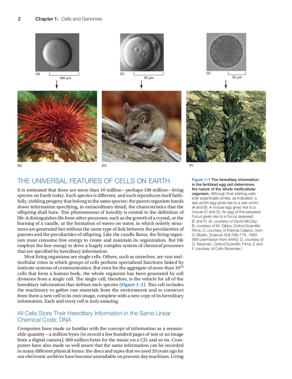 Molecular.biology.of.the.cell.alberts.6th.ed