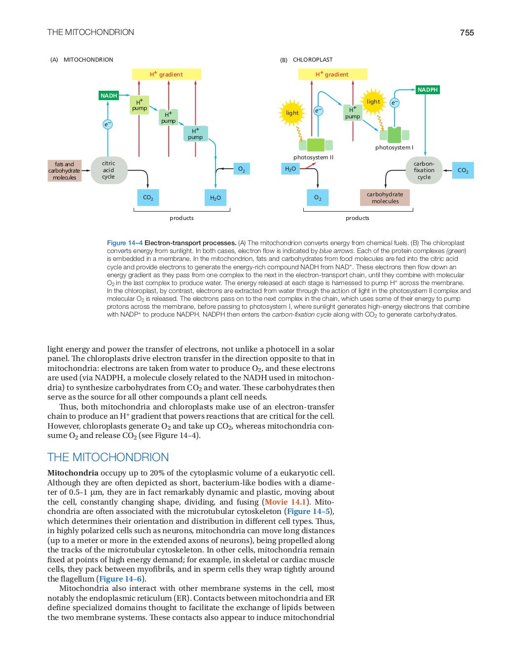 Molecular.biology.of.the.cell.alberts.6th.ed