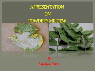 A PRESENTATION
ON
POWDERY MILDEW
By
Saisikan Patra
 