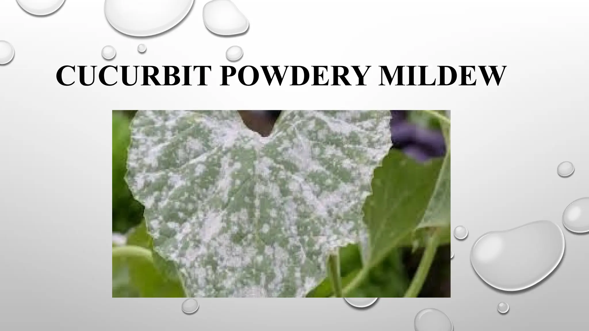 Powdery mildew of cucurbit - Introduction and Disease cycle | PPTX