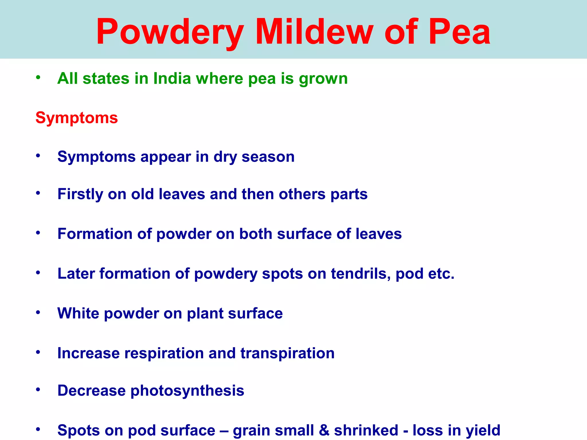 Powdery Mildew of Pea
• All states in India where pea is grown
Symptoms
• Symptoms appear in dry season
• Firstly on old leaves and then others parts
• Formation of powder on both surface of leaves
• Later formation of powdery spots on tendrils, pod etc.
• White powder on plant surface
• Increase respiration and transpiration
• Decrease photosynthesis
• Spots on pod surface – grain small & shrinked - loss in yield