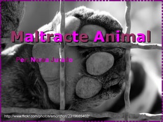 Maltracte Animal
      Per: Nerea Jurado




http://www.flickr.com/photos/smorchon/2319685402/
 