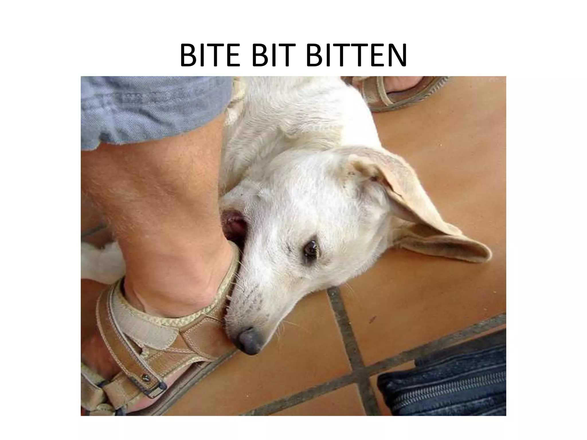 BITE BIT BITTEN
 