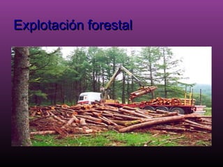 Explotación forestal
 