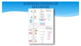 SCHEMATIC PATHWAY OF
GLYCOLYSIS
 