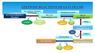 STEPWISE REACTIONS OF GLYCOLYSIS
(2) x Glyceraldehyde 3-
Phosphate
(2) x 1,3-
bisphosphoglycerate
Glyceraldehyde 3-Phosphate
dehydrogenase
2 NAD+ 2 NADH
+ H+
(2) x 3-
phosphoglycerate
Phosphoglycerate kinase
2 x
ATP
2 x
ADP+Pi
(2) x 2-
phosphoglycerate
Mutase
(2) x
Phosphoenolpyruvate
H2O
(2) x Pyruvate
Enolase
Pyruvate kinase
2 x
ATP
2 x
ADP+Pi
 