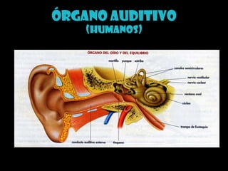 Órgano auditivo (Humanos)