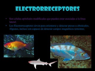 ElectrorreceptoresSon células epiteliales modificadas que pueden estar asociadas a la línea lateral. Los Electrorreceptores sirven para orientarse y detectar presas u obstáculos. Algunos, incluso son capaces de detectar campos magnéticos terrestres.