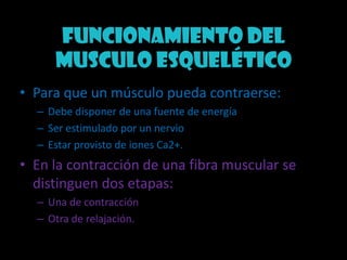 Funcionamiento del musculo esqueléticoPara que un músculo pueda contraerse:Debe disponer de una fuente de energíaSer estimulado por un nervio Estar provisto de iones Ca2+. En la contracción de una fibra muscular se distinguen dos etapas: Una de contracción  Otra de relajación.