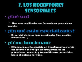 2. Los receptores sensoriales.¿Qué son?- Neuronas modificadas que forman los órganos de los sentidos¿En qué están especializados?En percibir distintos tipos de estímulos ( luz, presión, temperatura…)¿Cómo funcionan?El funcionamiento consiste en transformar la energía del estímulo en energía electroquímica de los potenciales de acción y transmitir esos potenciales hasta el sistema nervioso.
