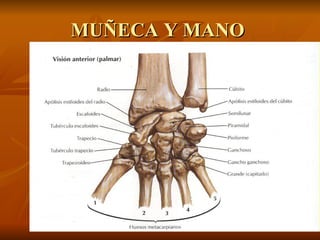 MUÑECA Y MANO  