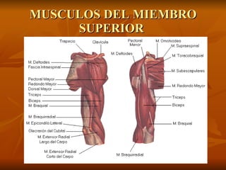 MUSCULOS DEL MIEMBRO SUPERIOR  