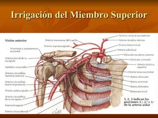 Irrigación del Miembro Superior 