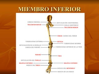 MIEMBRO INFERIOR 