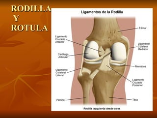 RODILLA  Y  ROTULA 