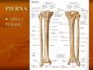 PIERNA TIBIA Y  PERONE  