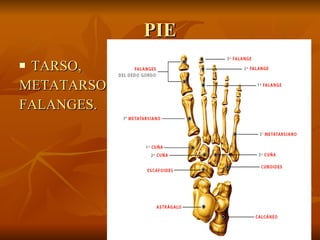 PIE TARSO,  METATARSO,  FALANGES. 