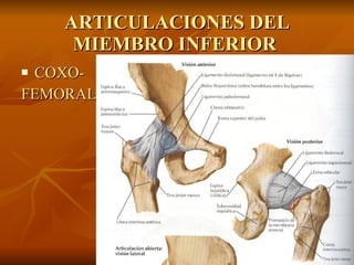 ARTICULACIONES DEL MIEMBRO INFERIOR  COXO- FEMORAL 
