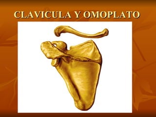 CLAVICULA Y OMOPLATO  
