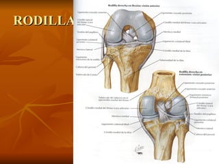 RODILLA 