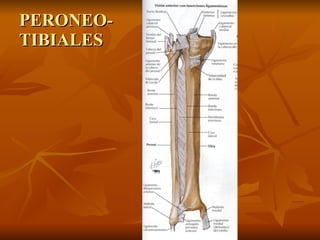 PERONEO- TIBIALES 