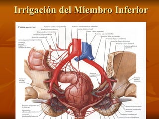 Irrigación del Miembro Inferior 