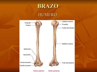 BRAZO  HUMERO   