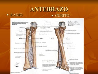 ANTEBRAZO RADIO   CUBITO 