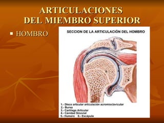 ARTICULACIONES  DEL MIEMBRO SUPERIOR HOMBRO 