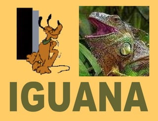 IGUANA