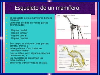 Esqueleto de un mamífero.
• El esqueleto de los mamíferos tiene la
    columna
•   vertebral dividida en varias partes
    diferenciadas:

•    Región   caudal
•    Región   lumbar
•    Región   dorsal
•    Región   cervical

• Su cuerpo se divide en tres partes:
    cabeza, tronco y
•   extremidades. Casi todos los
    mamíferos tienen
•   cuatro patas, pero algunas especies
    tienen aletas, y
•   los murciélagos presentan las
    extremidades
•   anteriores transformadas en alas.
 